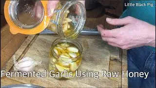 How to make fermented garlic using raw honey!-Little Black Pig