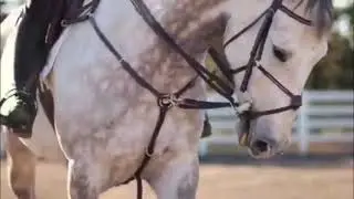Horses Music Equestrian Video Avicii Dear Boy