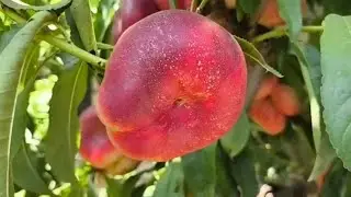 Інжирний нектарин Концеттіна. Nectarine Concettina.