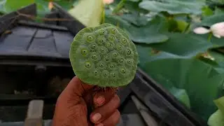 খাজা ফল খেতে কেমন । Anowar Vlog