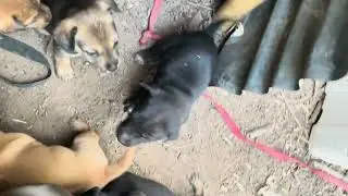 The eight puppies can now eat porridge, and their mother is now afraid of them clinging to her wh...