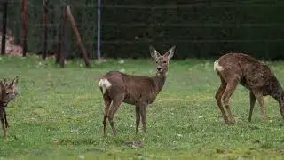 Europe's Whitetails - Roe Deer - second part - Raw video