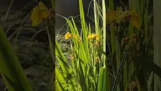 Кубышки и ирисы 💛 Раннее утро в походе.
