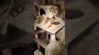 Bravery, courage, resilience and purely ameowzing! ⁠#catfunny #cat #catlover