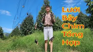 giăng lưới tàng hình bủa vây đàn chim sáo đá khổng lồ và cái kết