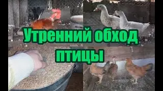 Утренний обход птицы