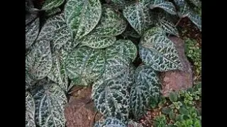 Cuma butuh 3 sampai 5 helai daun sereh merah : Obat kanker MUJARAB!!!