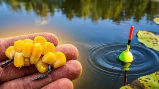 CARP fishing with CORN. Float fishing.
