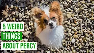 5 Weird Things My Dog Does // Percy the Papillon Dog