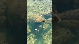 Mesmerizing Moment: Sea Turtle Emerges for a Breath of Fresh Air. #beautiful #nature #seaturtles
