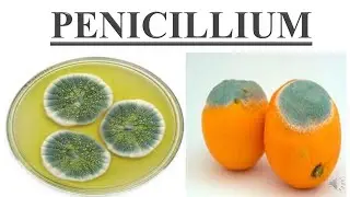 Penicillium