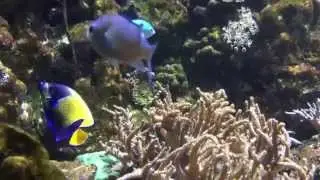 MOST BEAUTIFUL REEF FISHES OF THE WORLD