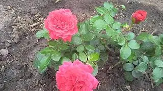 Важно вылечить розы до укрытия. Как и чем.