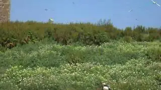 Puffin flying