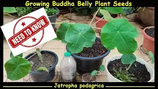 You Need to Know This! Growing Buddha Belly Plant Seeds - Jatropha podagrica
