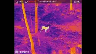 Roe deer observed with Hikmicro Lynx LH 19 2.0 thermal imager