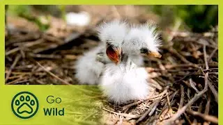 Journey with China’s Black-tailed gulls and Chinese Egrets | Nest and Beyond | Go Wild