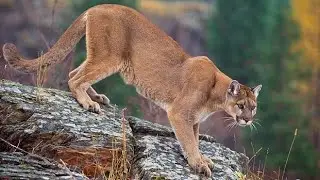 Lost on The Mountain Pass Cougar TF Audio [READ DESC.]