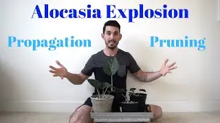 Alocasia Explosion! Taming and Propagating my Elephant Ear Plant