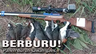 Gila 😱 banyak banget❗Panen ruak ruak saat pertama masuk penghujan bro🎯💯
