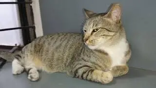 Cat Alba's Hot Weather Woes: Surviving the Heat Wave 😼