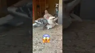 IT’S TOO LATE | THE JEALOUS PIGEONS | PIGEON MATING 