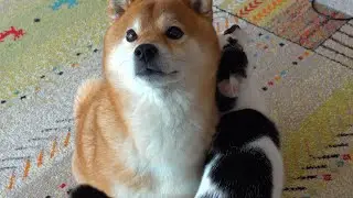【親子愛】猫と柴犬が織りなす愛のドラマ。