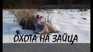Выезд на охоту на зайца 2023