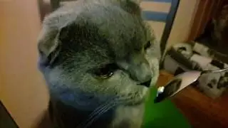 Шон ест творожок со сметанкой
