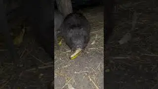 Папа нутрия кушает