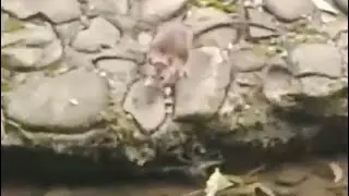Такая милашка 😍 ДИКАЯ КРЫСА пьет воду на  речке