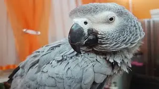 Попугай говорит с хозяином про пиво, текилу и джин попугай матерится