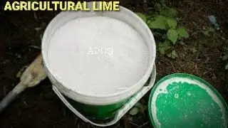 Paglalagay ng APOG | AGRICULTURAL LIME | CalMag sa mga halaman bilang FERTILIZER/soil conditioner HD
