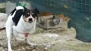 Fuck dog