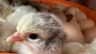 The Best Way To Hatch Baby Chicks