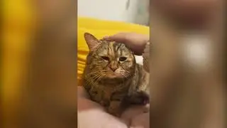 Sad Cat Receiving Pets Original Meme Template