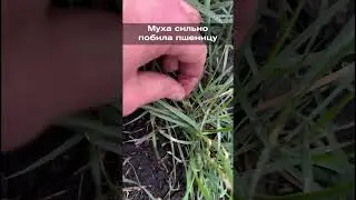 Муха сильно побила пшеницу