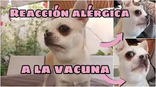 Reacción alérgica a la vacuna de la rabia