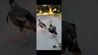 В мире животных 🦃 #Turkey #food #animals #wildlife #deer #summer #top #park #америка