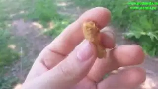 Упавшая личинка на дно маточника. Приключения ёжика...