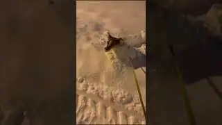 С ДНЕМ РОЖДЕНИЯ, МАЛЫШ 🐶 | ТВОЯ 8 ЗИМА ❤️ | #shorts #сднемрождения #джекрасселтерьер #латвия