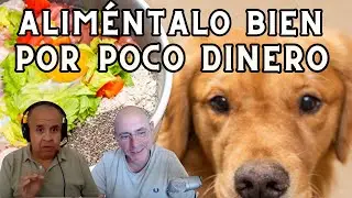 Veterinario Nutricionista Explica Cómo Alimentar Bien a tu Perro por Poco Dinero