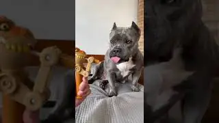 Comprei um Brinquedo Novo para Minha American Bully 
