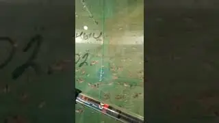 Барбус черный