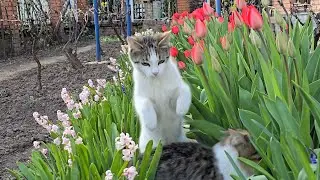 Relaxing Cat Video 284