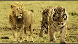 Africa lion、siberian tiger、bengal tiger walking
