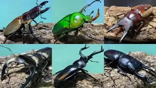 【甲虫バトル】第一回 ライト級トーナメント【カブクワバトル】