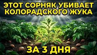 Колорадский жук исчезает через 72 часа. Растение которое это делает — бесплатно