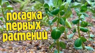 Посадка первых растений и другие новости запуска аквариума