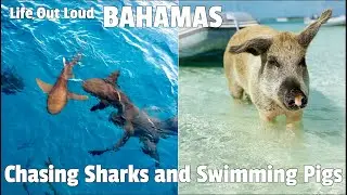 Chasing Sharks and Swimming Pigs in the Bahamas - Life Out Loud Ep 10